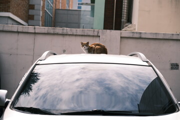 A car and a cat in an alley in Korea.