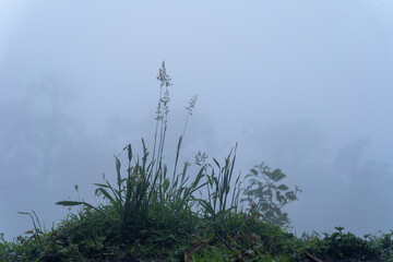 Obraz na płótnie Canvas The Misty Mountains Cold of Choachi, Colombia