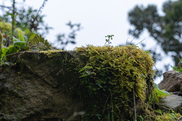The Misty Mountains Cold of Choachi, Colombia