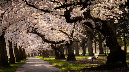 White Blossoms Spring Hagley Park Christchurch New Zealand - obrazy, fototapety, plakaty