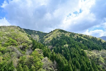 Fototapeta na wymiar 青空バックに新緑の森の情景＠滋賀