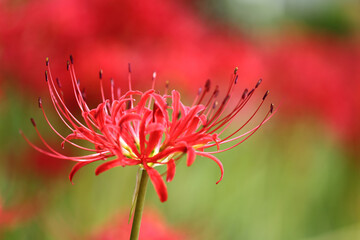 彼岸花