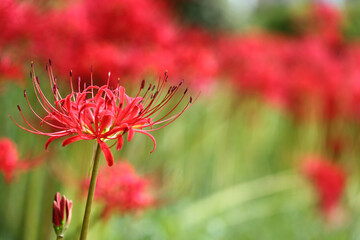 彼岸花