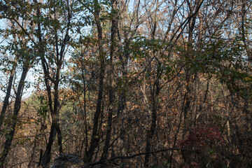 Obraz premium Autumn in Yeoju, Gyeonggi-do, Korea