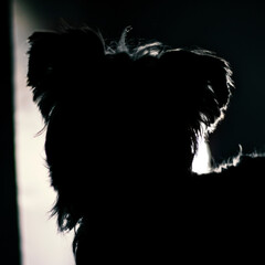 Fototapeta premium Milo the good boy