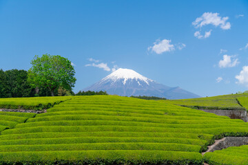 Fototapeta premium 富士山と茶畑 大淵笹場 2021年