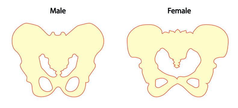 Male and Female hip bone anatomy illustration