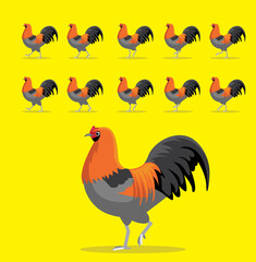 Animal Animation Sequence Ameraucana Rooster Cartoon Vector