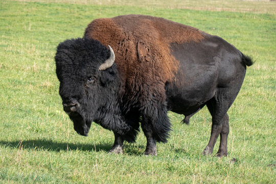 Bison buffalo bull