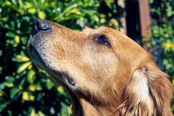 Closeup shot of a golden retriever with a cute snout playing in the garden