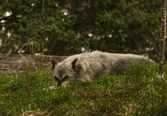 Wolf Resting in the grass, looking for its next prey.