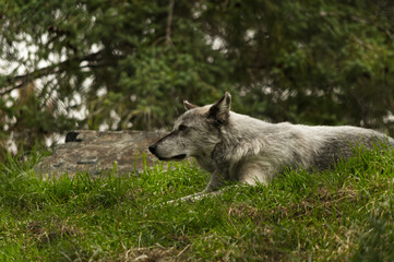Wolf Resting in the grass, looking for its next prey.