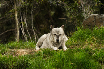 Wolf Resting in the grass, looking for its next prey.