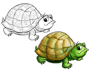 Turtle cartoon -  Line and Color