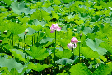 Lotus flower