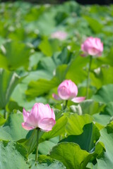 Obraz na płótnie Canvas Lotus flower