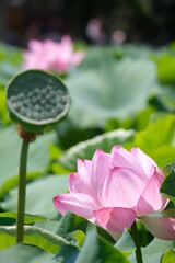 Lotus flower