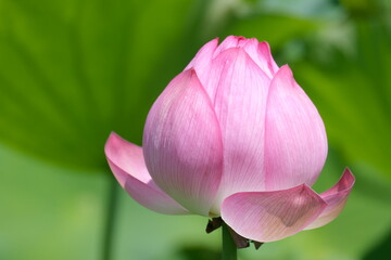 Lotus flower 