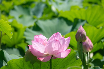 Lotus flower
