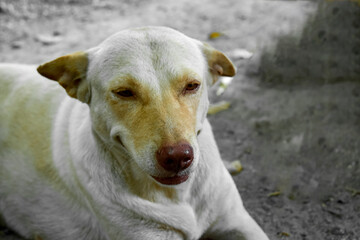 Asia Thailand, close-up of a white dog's face staring.