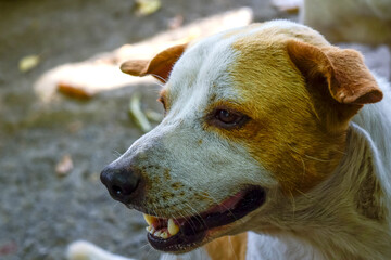 Close-up of the dog's brown and white striped face. Thailand, Asia.