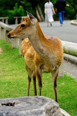 Sika deer at Nara park