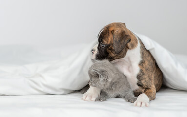 German boxer puppy and tiny kitten lying together under warm blanket on a bed at home and looks away on empty space