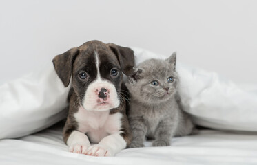 German boxer puppy and tiny kitten sit together under warm blanket on a bed at home