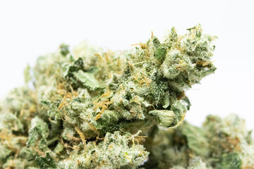 Mimosa - Cannabis Close Up