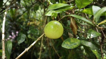 Close up of a ripen fruit of yellow passion fruit variety hanging