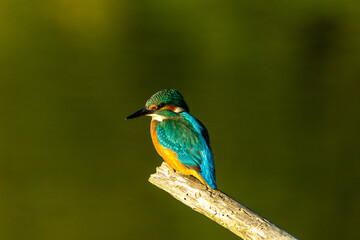 Kingfisher / Zimorodek