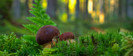 Mushroom growing on lush green moss in a forest © NetPix