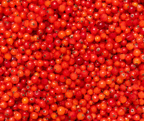 Ribes rubrum. background with berries of scarlet color. currant berries contain a lot of vitamins, trace elements and nutrients