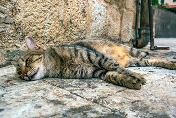 Gray tabby cat is laying outdoor in the square. Close-up.