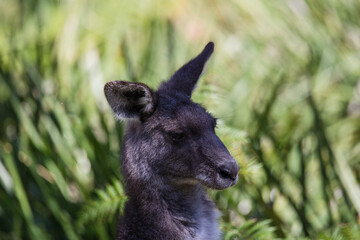 Close-up of a baby Eastern Grey Kangaroo in it's mother's pouch