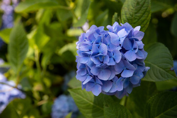 あじさい（紫陽花）