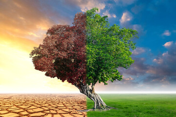 A global warming concept image showing the effect of arid land with live and dead tree changing environment, Concept of climate change. - obrazy, fototapety, plakaty