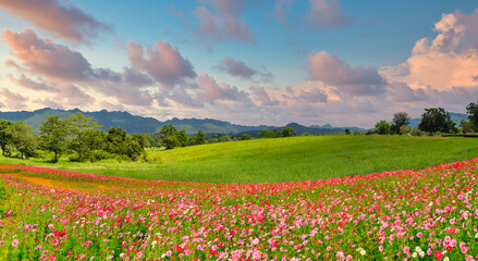 Panoramic view of landscape of the cosmos flower field and green field on the hill at sunrise time.