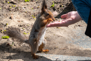 Squirrel in the spring or autumn eating nuts from a man's hand.