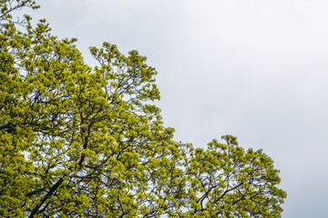 Obraz premium Spring branches with fresh green leaves on a background of blue sky. Spring leaves and blue sky as background.