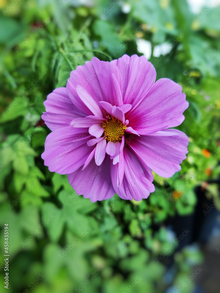 Wall mural closeup of the blossomed purple cosmos flowers in the gardenv