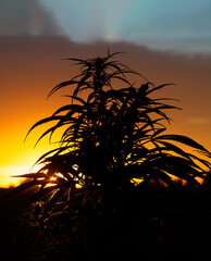 Silhouette of a bush of marijuana or cannabis against the background of the rising sun.