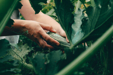 Hands with zucchini during harvesting on farm. 