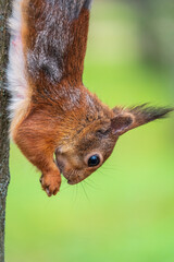 Squirrel eats a nut while sitting upside down on a tree trunk