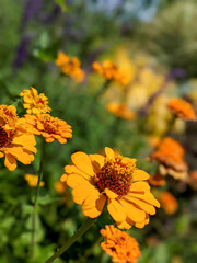 Orange flowers