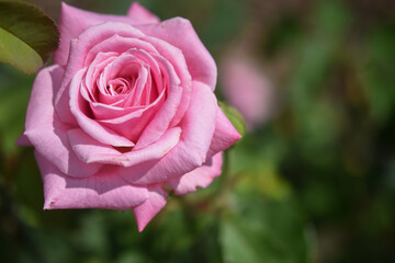 Pink rose