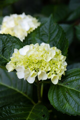 あじさい（紫陽花）