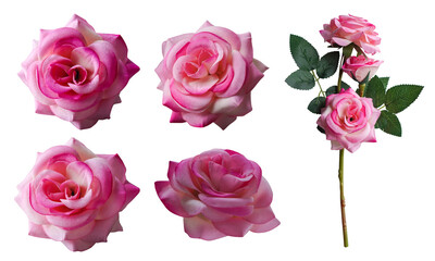 four pink rose flowers and pink rose flowers bouquet on white background, nature, love, valentine, buddha