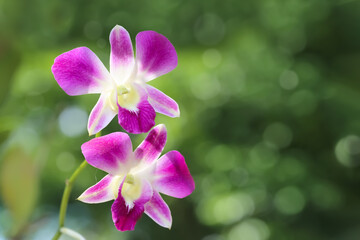 Close-up of Beautiful pink orchid flowers on green nature blurred background, in rainforest