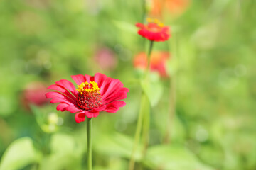 Selective focus of Beautiful red zinnia flower field floral garden meadow background. Colorful  red zinnia flower  blooming nature in blurred background